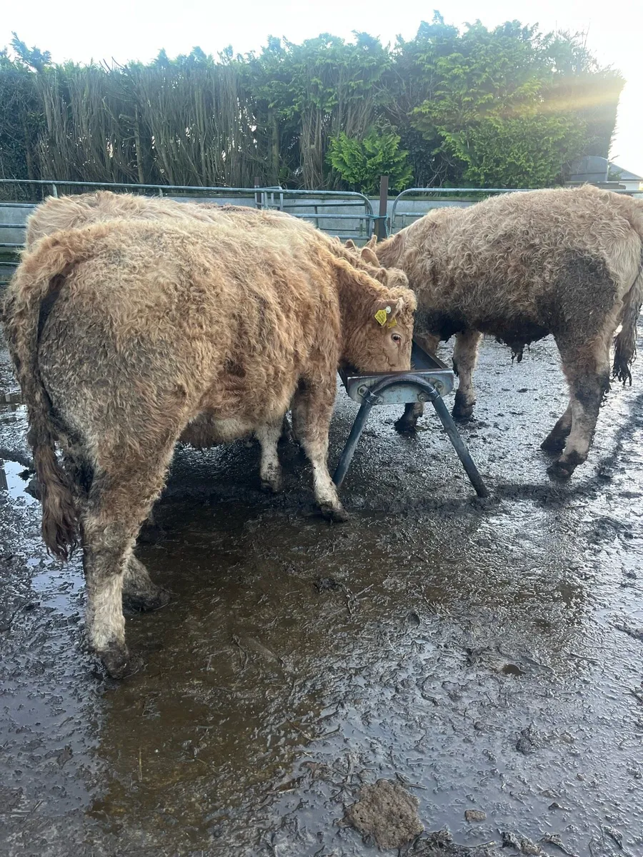 6 CH Bullocks - Image 3