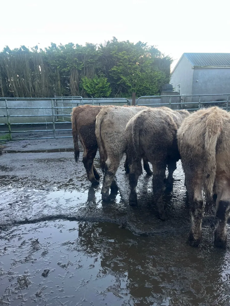 6 CH Bullocks - Image 4