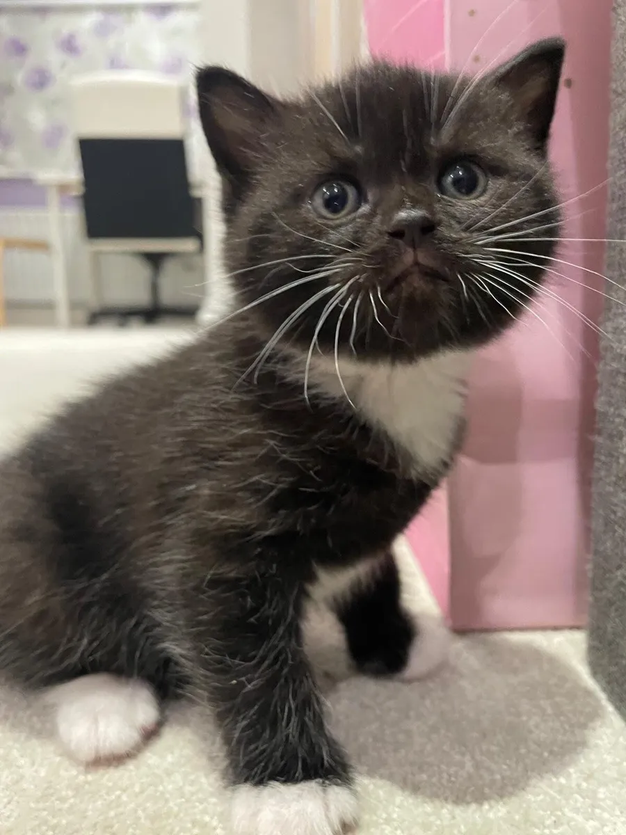 Kitten- mix Scottish fold - Image 1