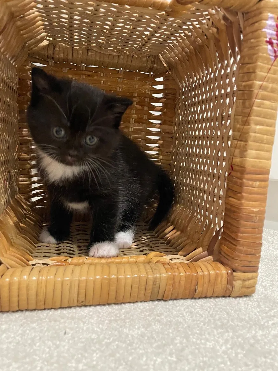 Kitten- mix Scottish fold - Image 4