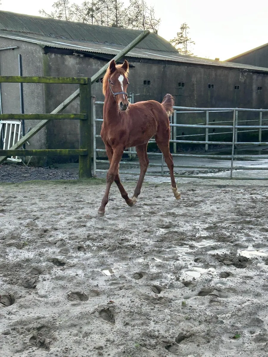 Chestnut colt foal - Image 1