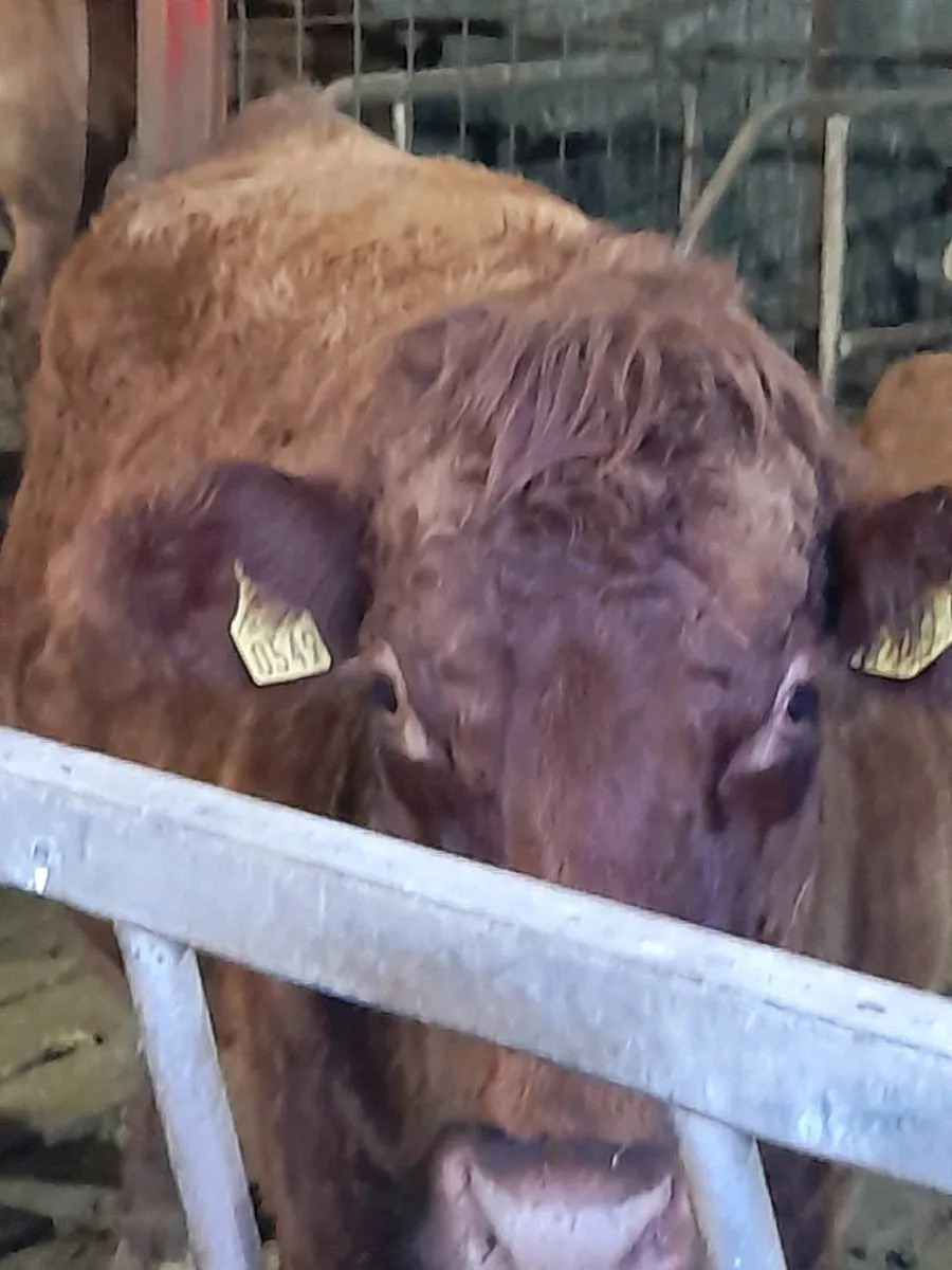 ✨️5 Star SAX in calf suckler cow✨️ - Image 2