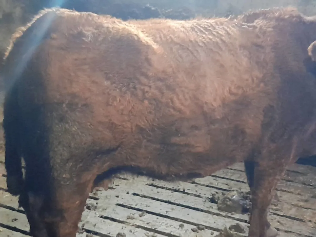 ✨️5 Star SAX in calf suckler cow✨️ - Image 3