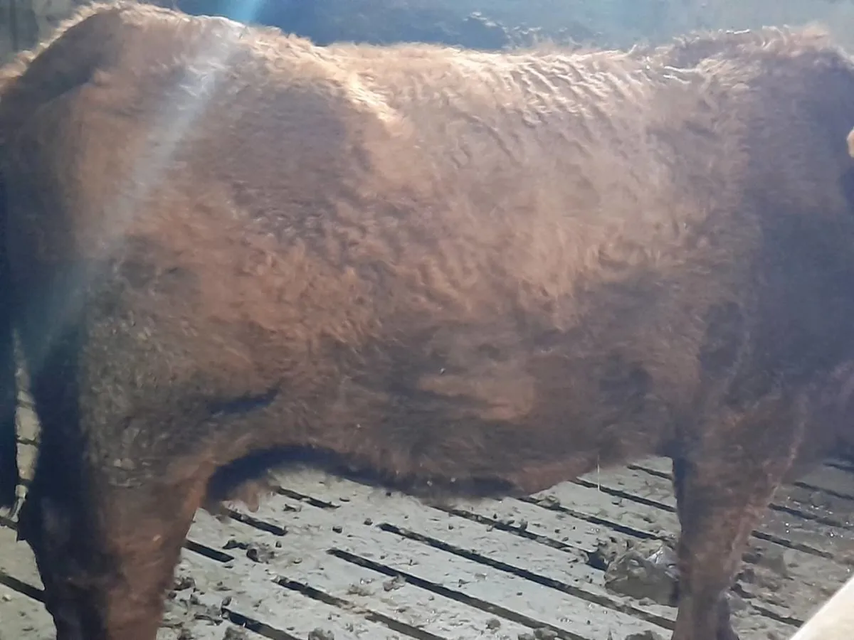 ✨️5 Star SAX in calf suckler cow✨️ - Image 4