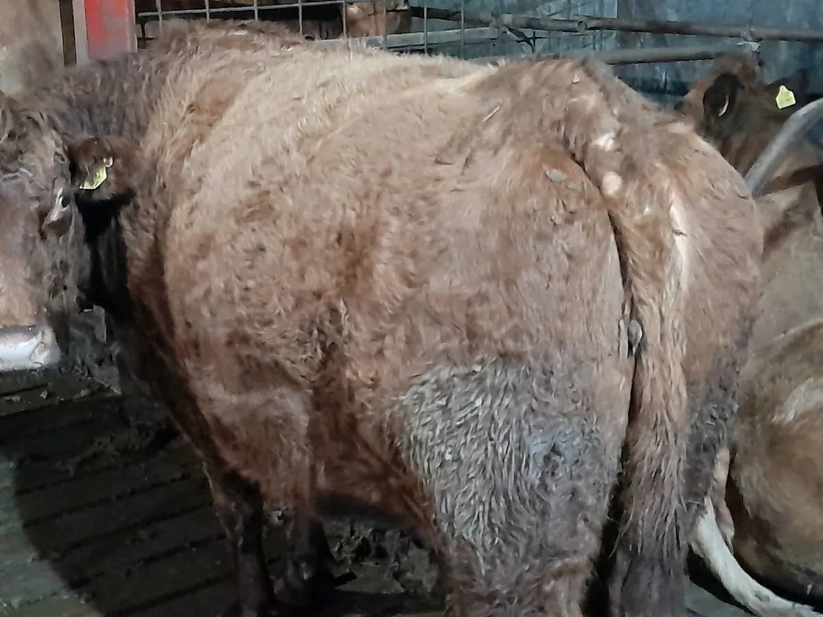 ✨️5 Star SAX in calf suckler cow✨️ - Image 1