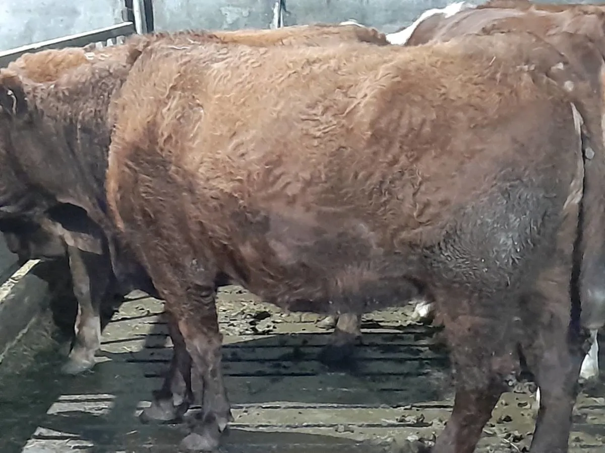 ✨️5 Star SAX in calf suckler cow✨️ - Image 1