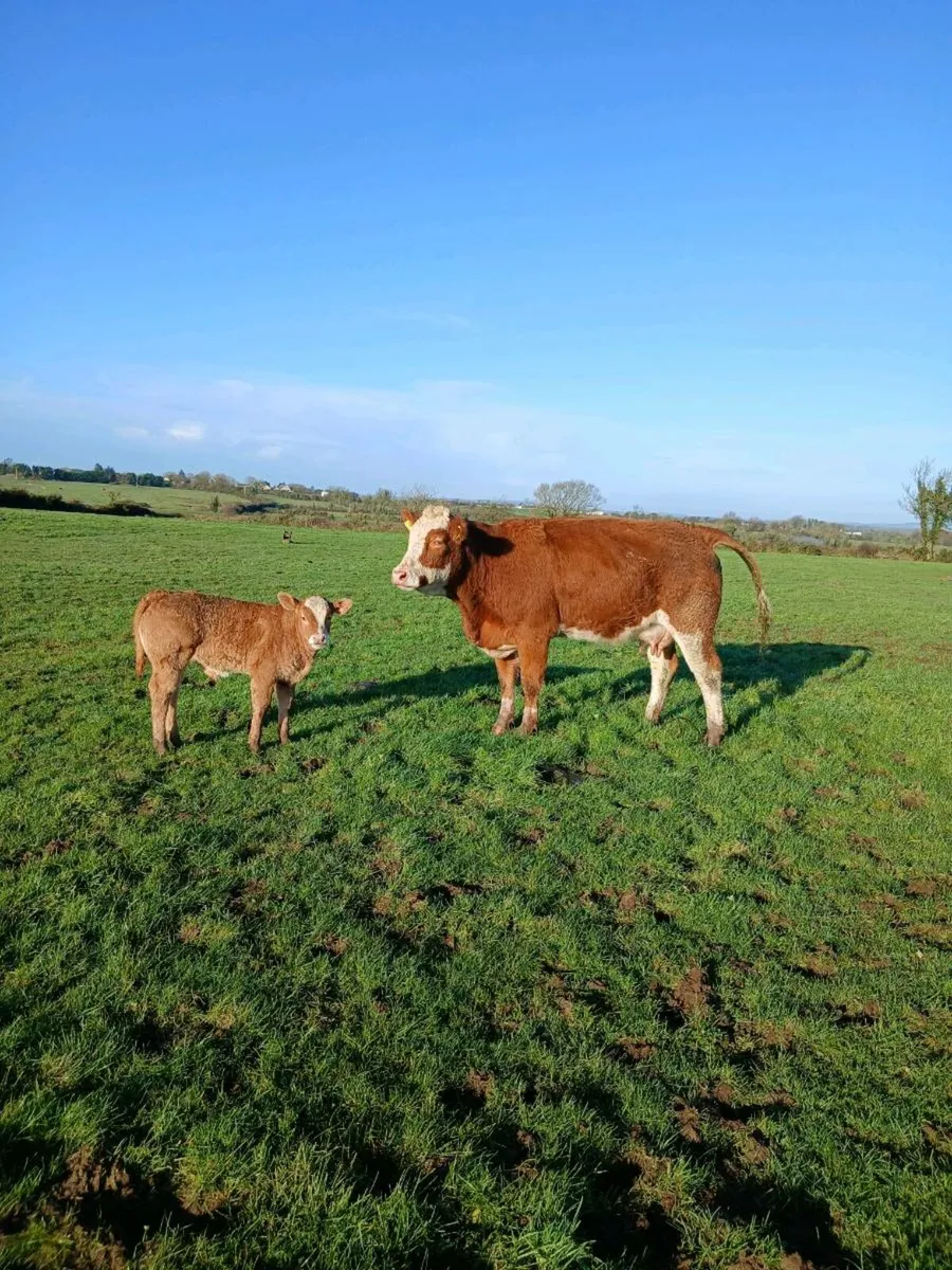 Heifer and limousine (fe) calf - Image 1