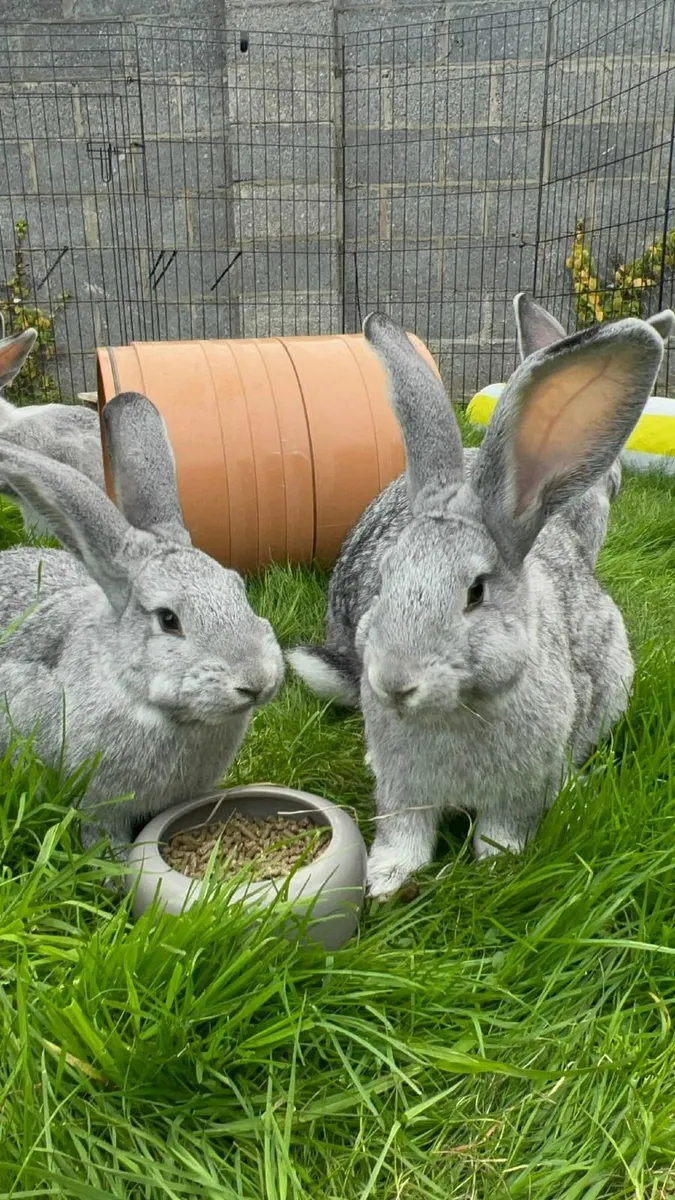 FLEMISH RABBITS - Image 1