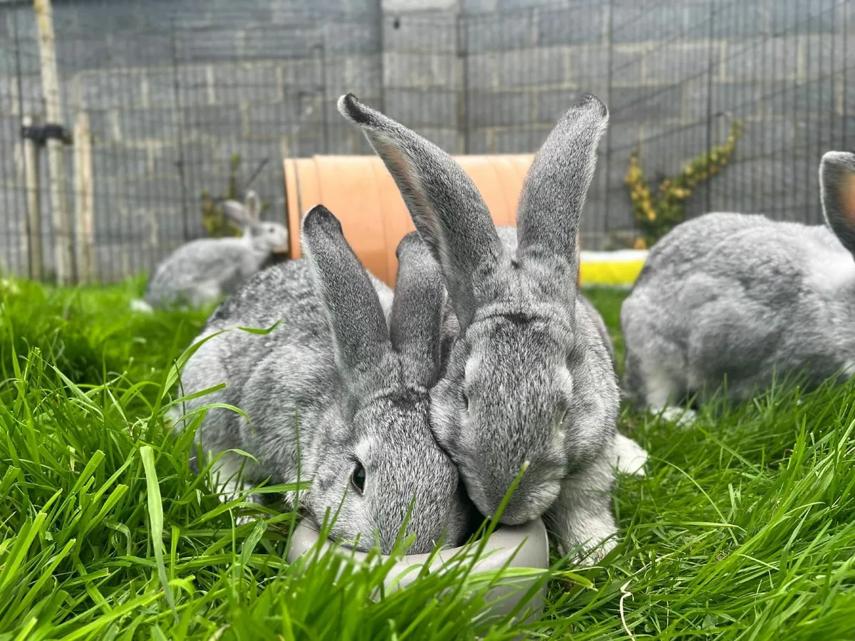 FLEMISH RABBITS - Image 2