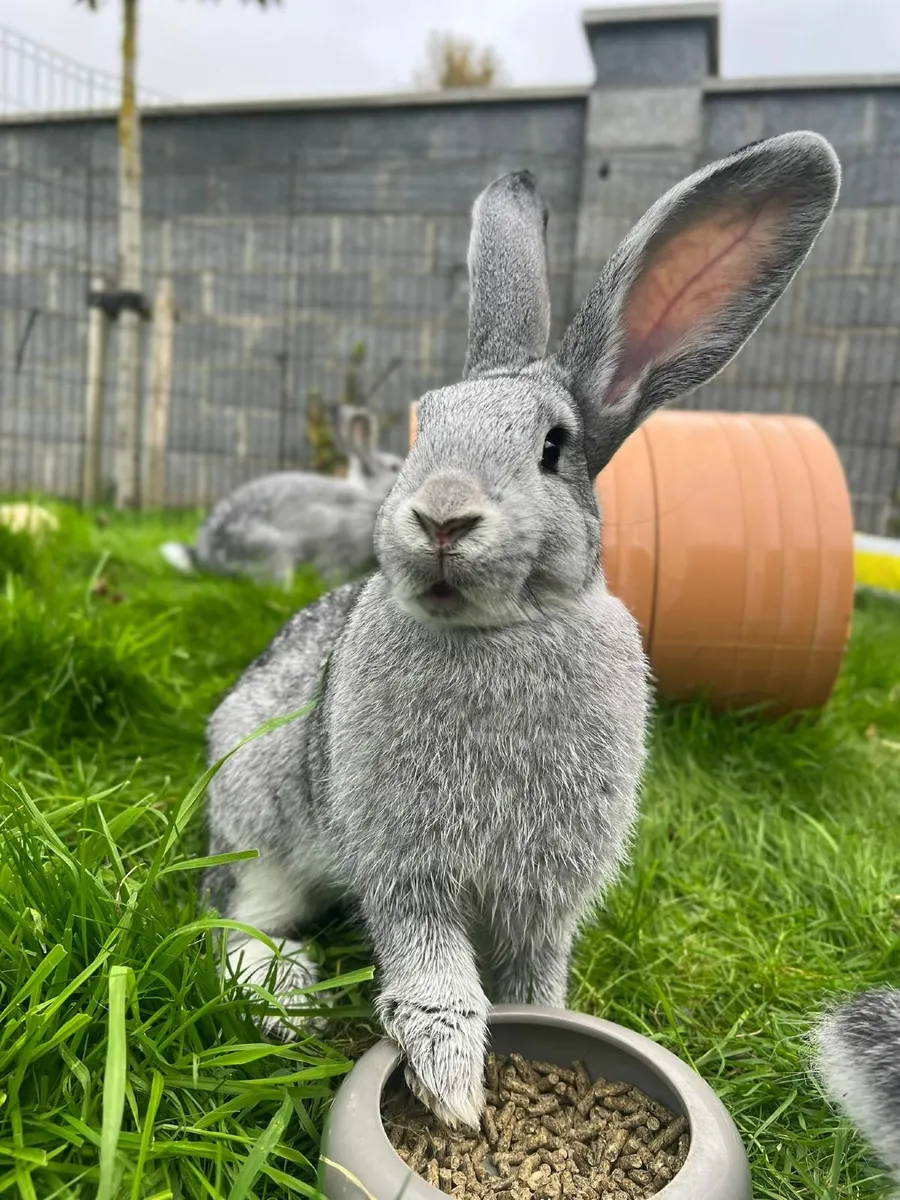 FLEMISH RABBITS - Image 3