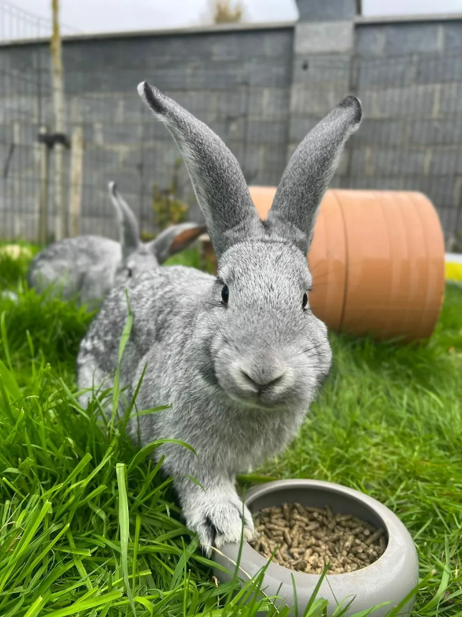 FLEMISH RABBITS - Image 4