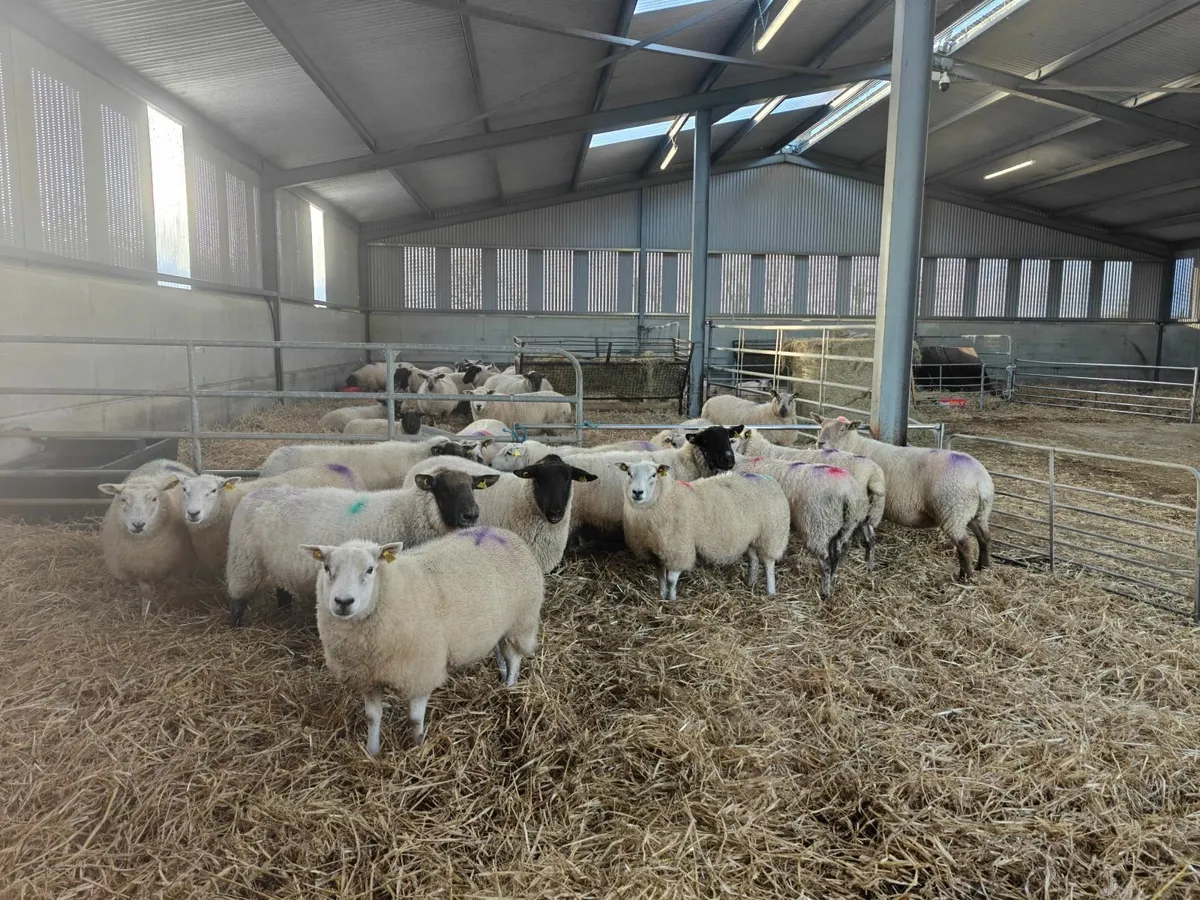 In Lamb Ewes - Image 1