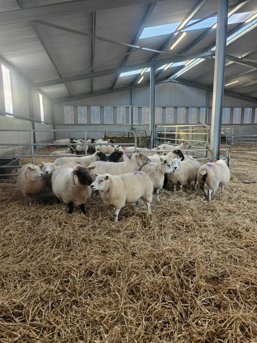 In Lamb Ewes - Image 2