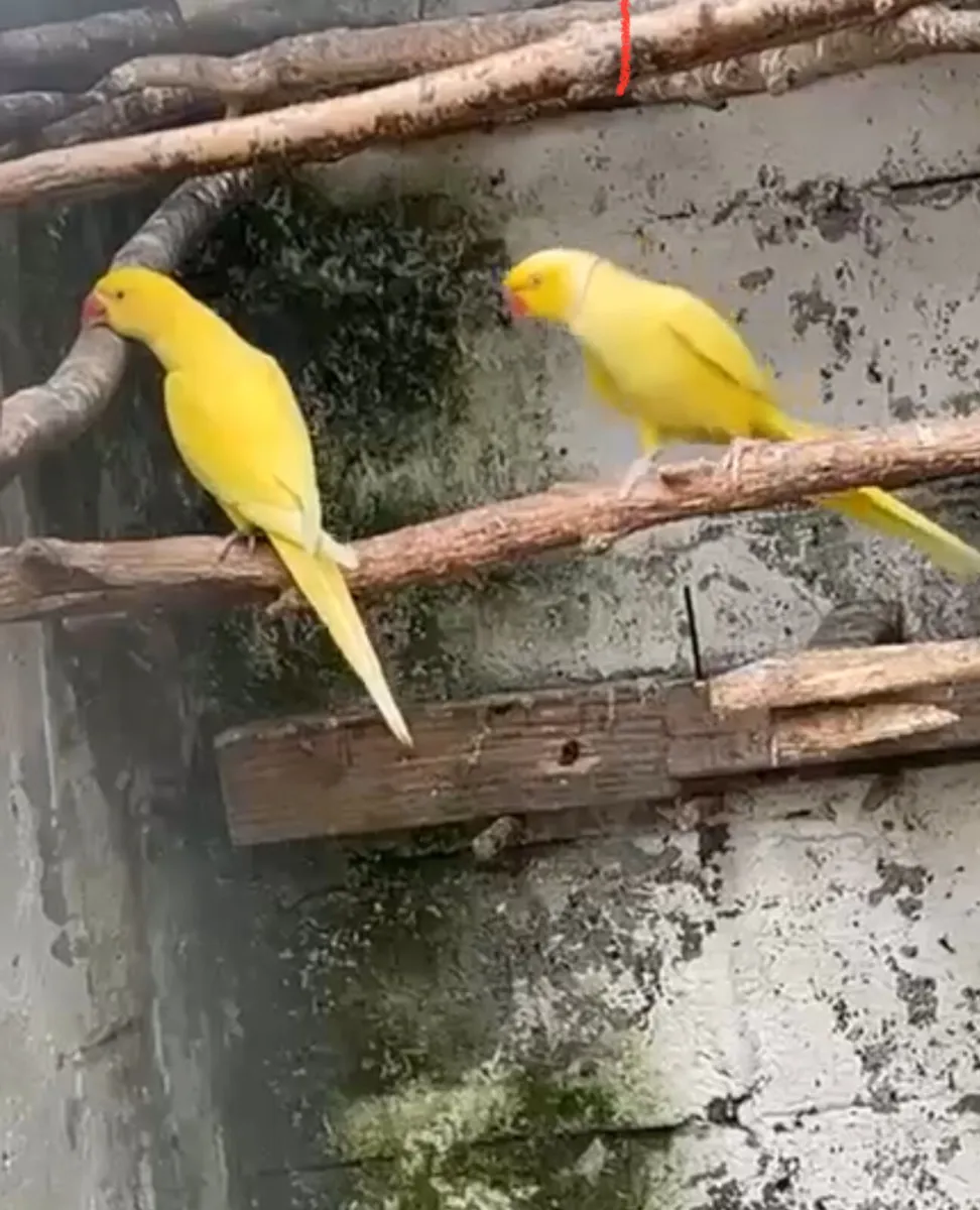 Rainbow Lorrikeets - Image 1