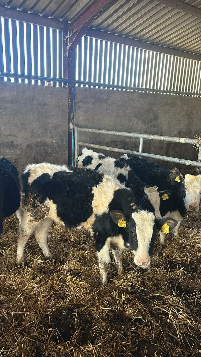 4 GOOD FRESIAN BULL LUMPS - Image 2