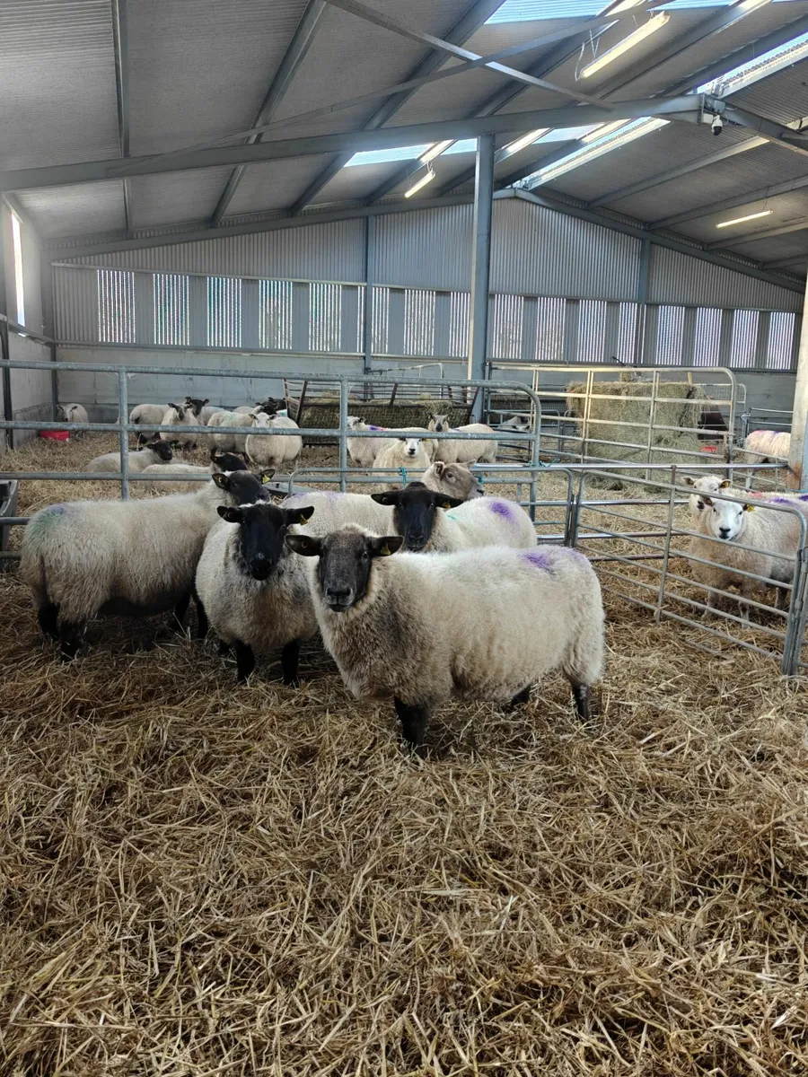 In Lamb Ewes - Image 4