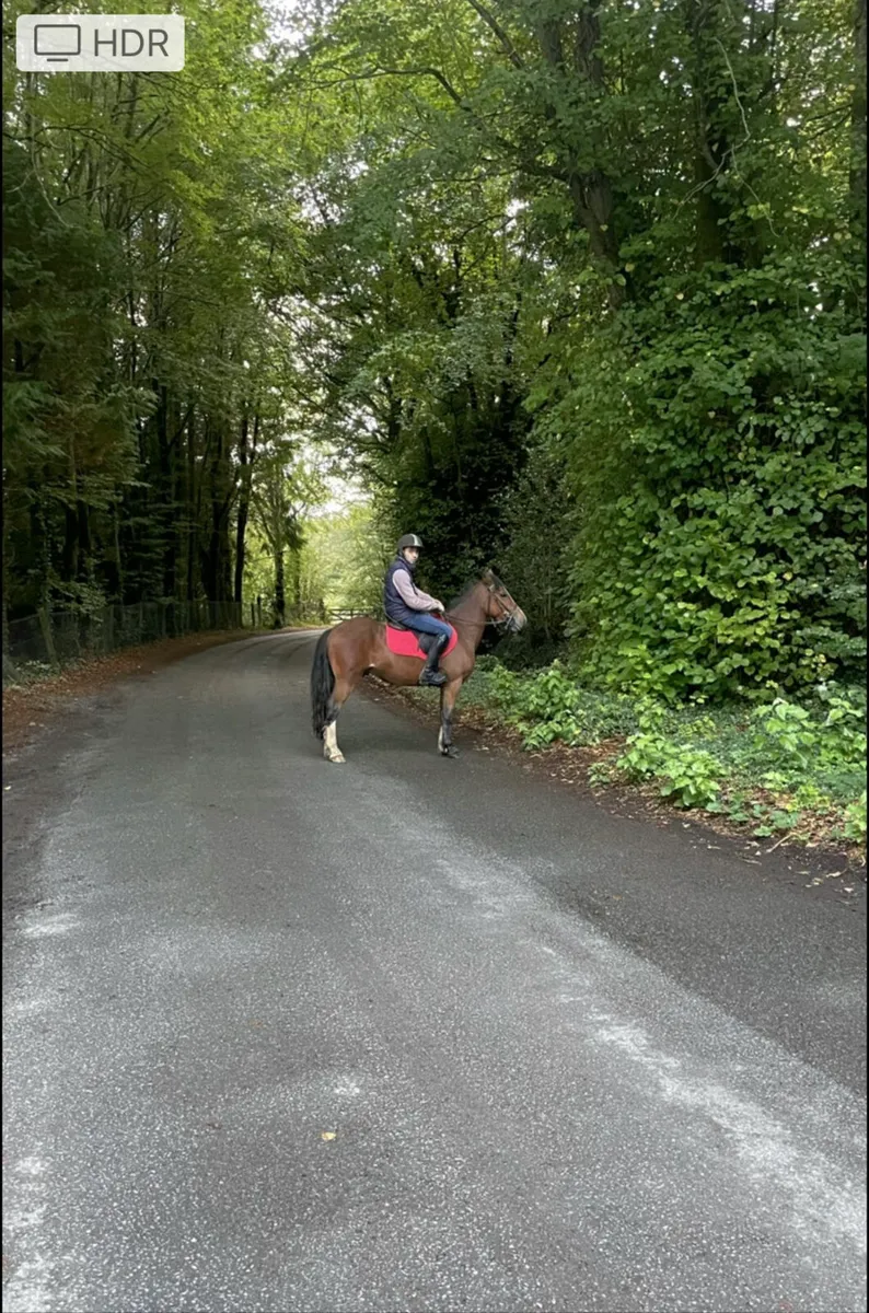 Broken and ridden Cobs Drumshambo tomorrow - Image 1