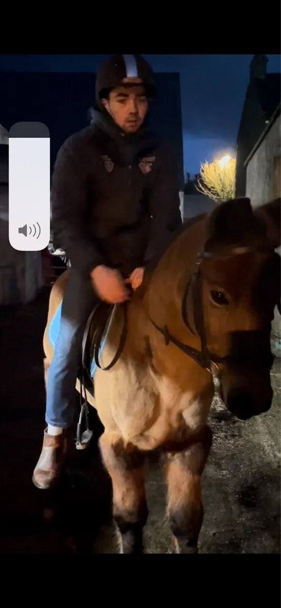 Broken and ridden Cobs Drumshambo tomorrow - Image 2