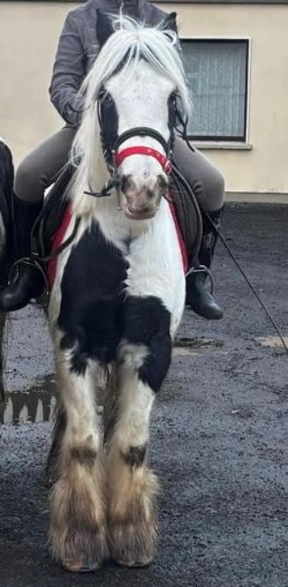 Broken and ridden Cobs Drumshambo tomorrow - Image 3