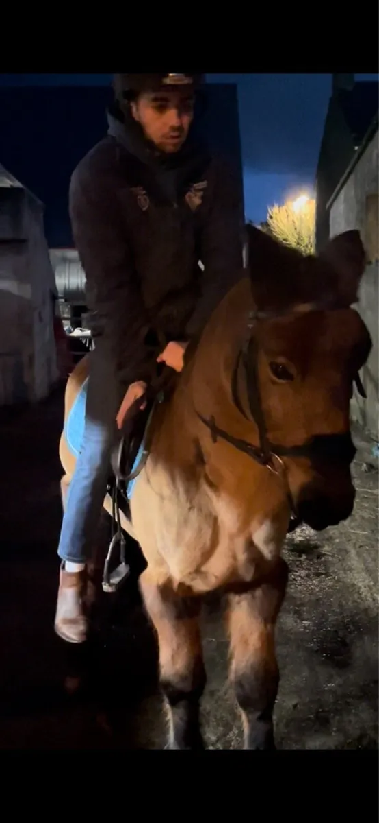 Broken and ridden Cobs Drumshambo tomorrow - Image 4