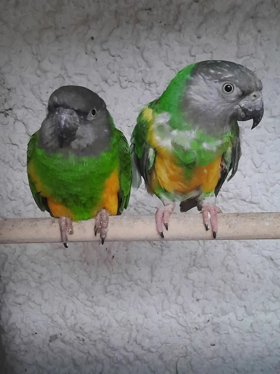 Breeding pair of senegals,  ready to go down again