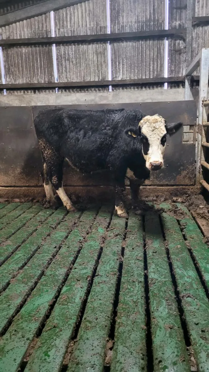 Incalf cow - Image 1