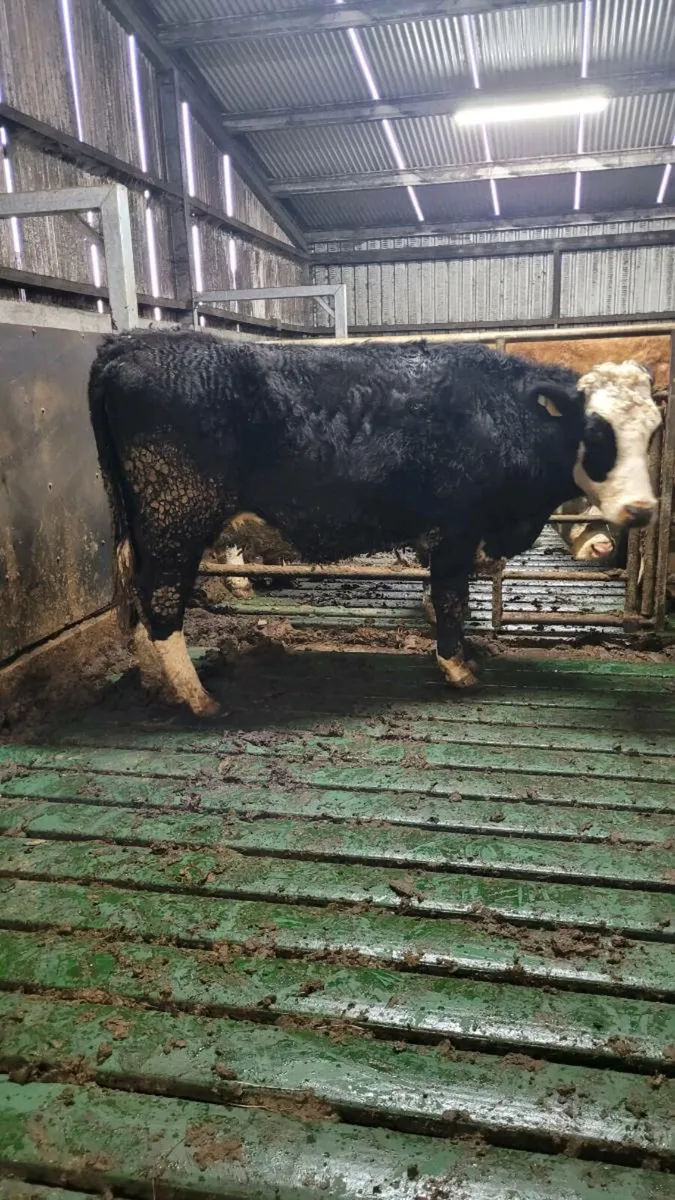 Incalf cow - Image 2