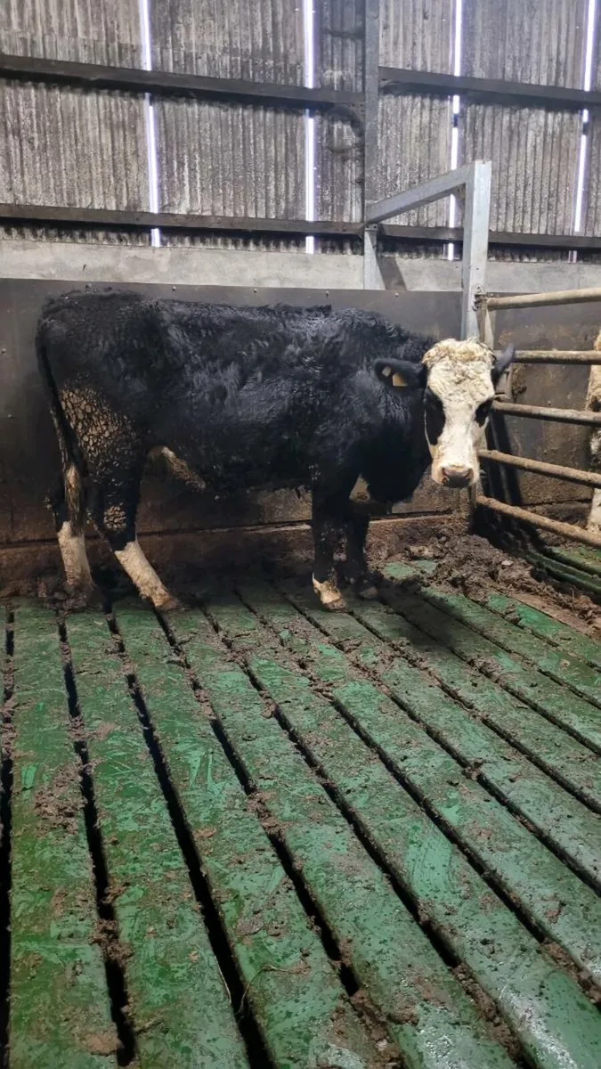 Incalf cow - Image 3