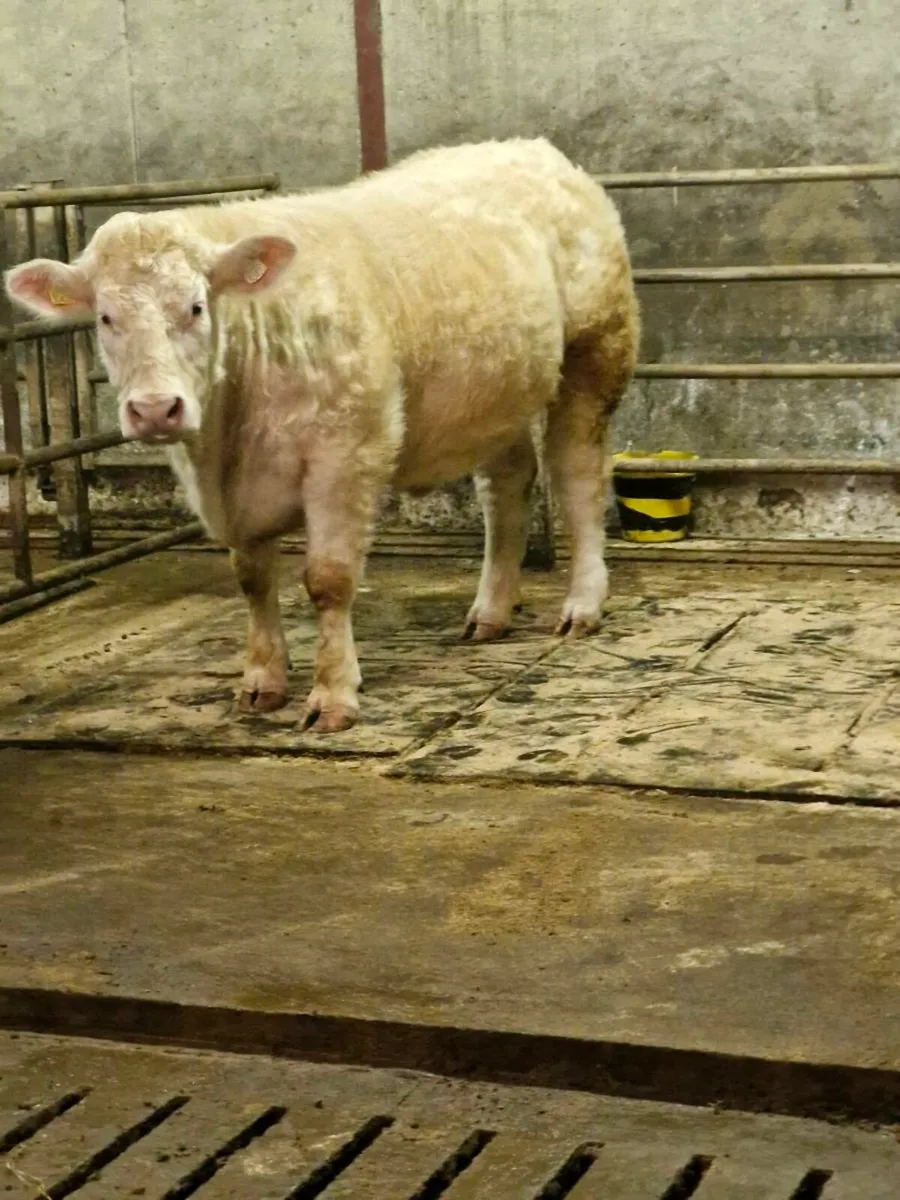 LQQK LQQK Ped CHAR heifer lot 45 this SAt 13/12! - Image 1