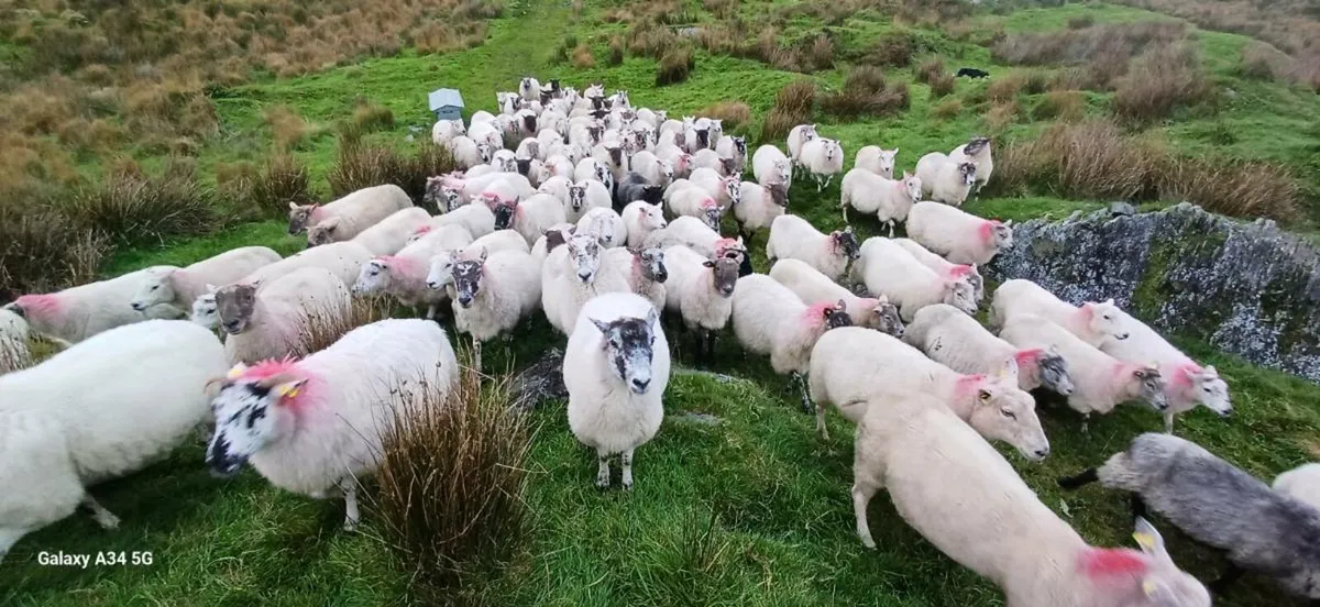 Wanted Grass for Ewes