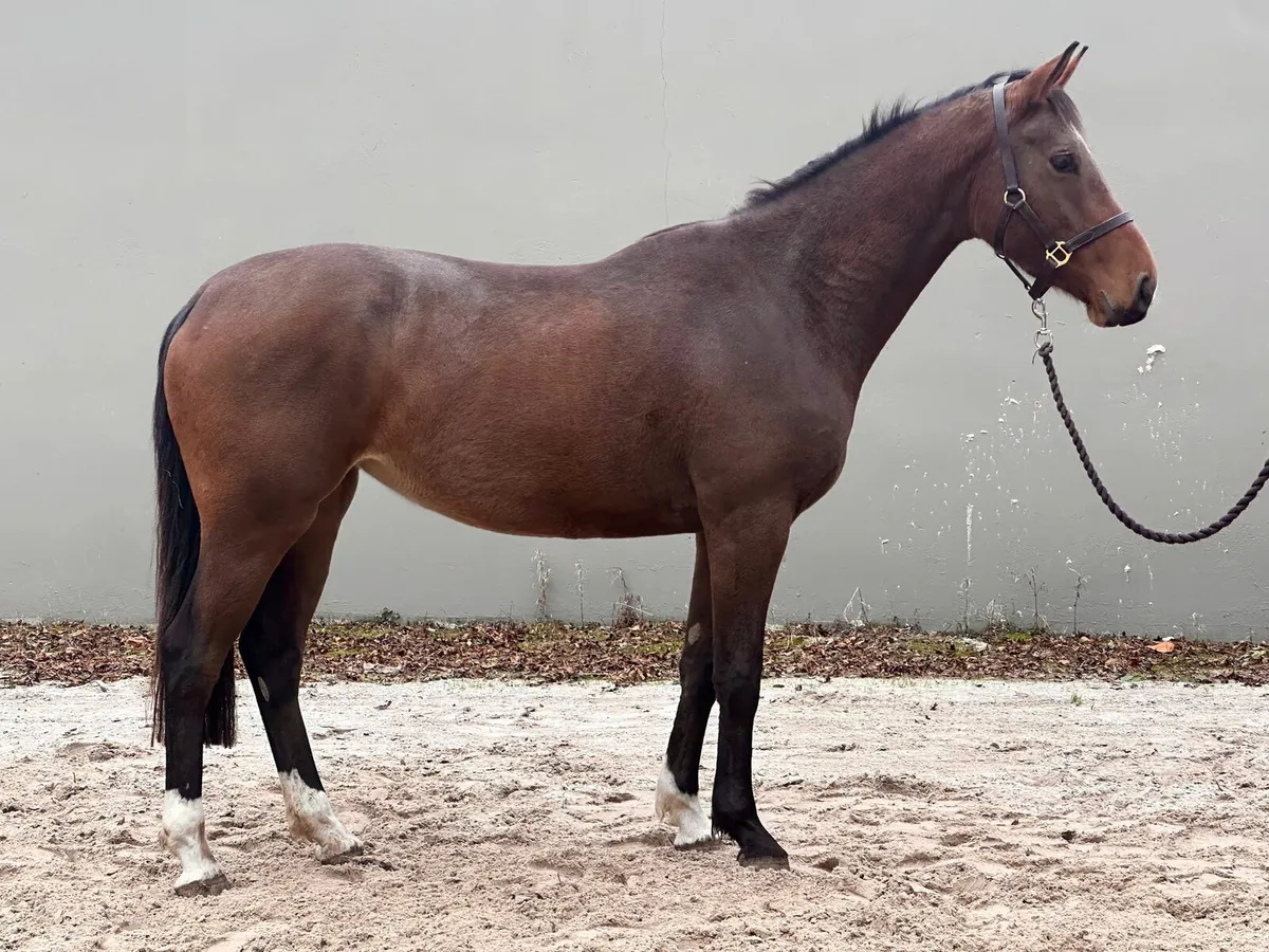 Filly Rising4 - Image 1