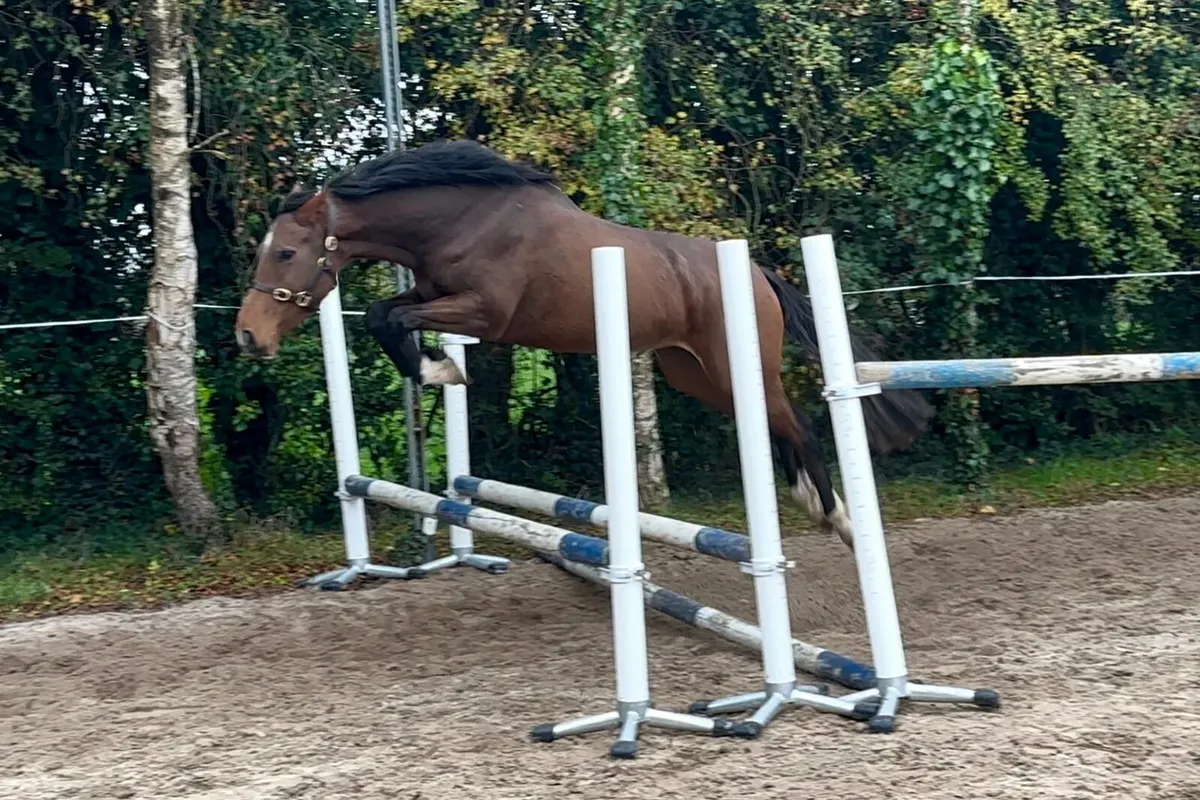 Filly Rising4 - Image 4