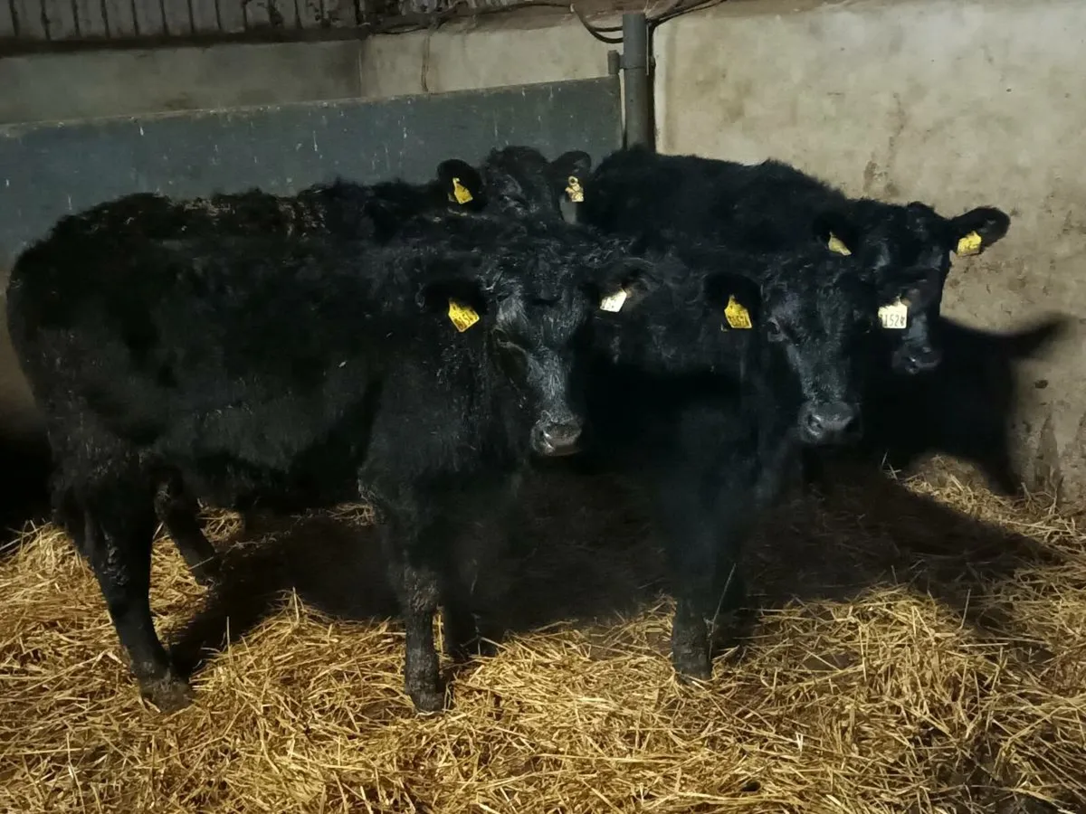 ABERDEEN ANGUS BULLOCKS - Image 1