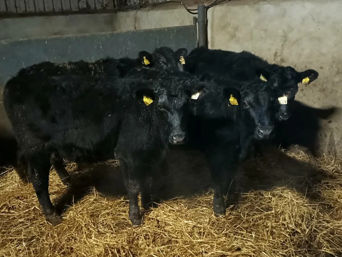 ABERDEEN ANGUS BULLOCKS - Image 2