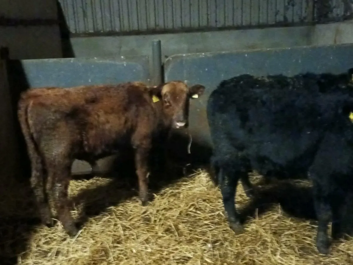 ABERDEEN ANGUS BULLOCKS - Image 4