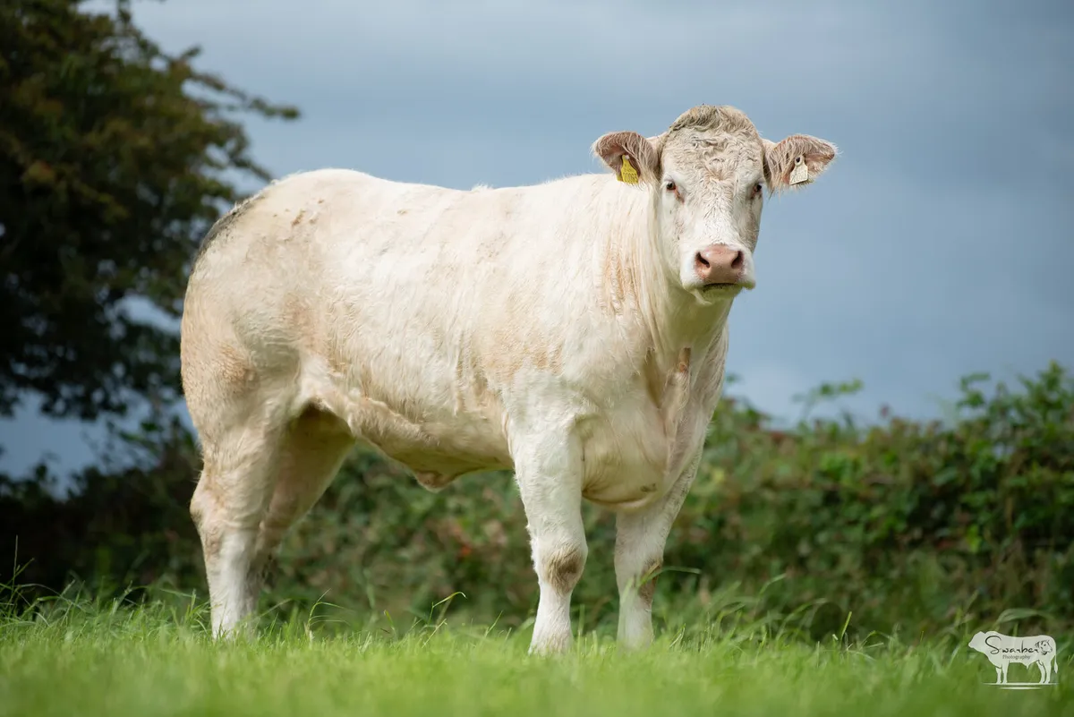 ⭐ CHAROLAIS EMBRYOS — 13 LOTS • EXPORT ELIGIBLE - Image 2