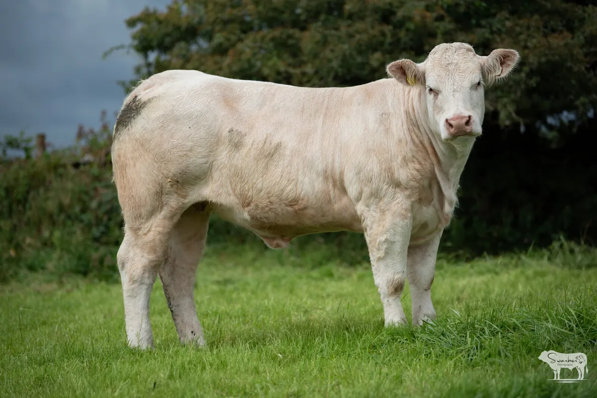 ⭐ CHAROLAIS EMBRYOS — 13 LOTS • EXPORT ELIGIBLE - Image 3