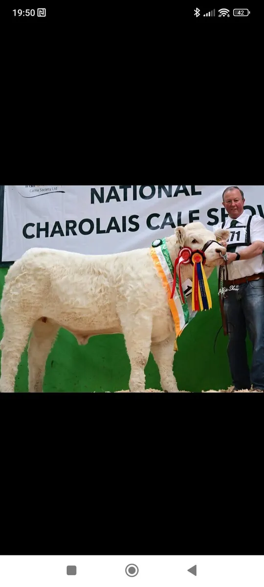 ⭐ CHAROLAIS EMBRYOS — 13 LOTS • EXPORT ELIGIBLE - Image 4