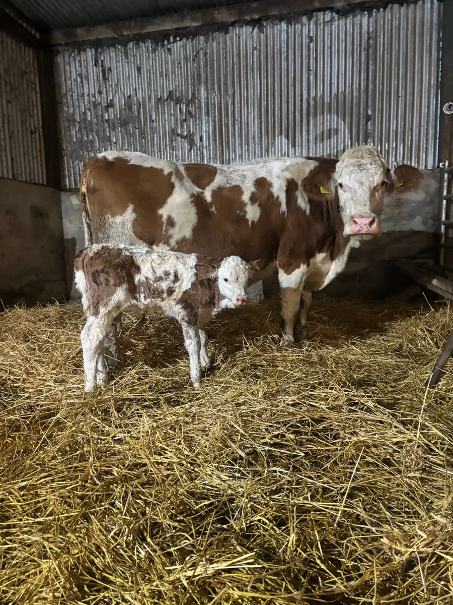 Simmental cow with super Simmental bull calf - Image 1
