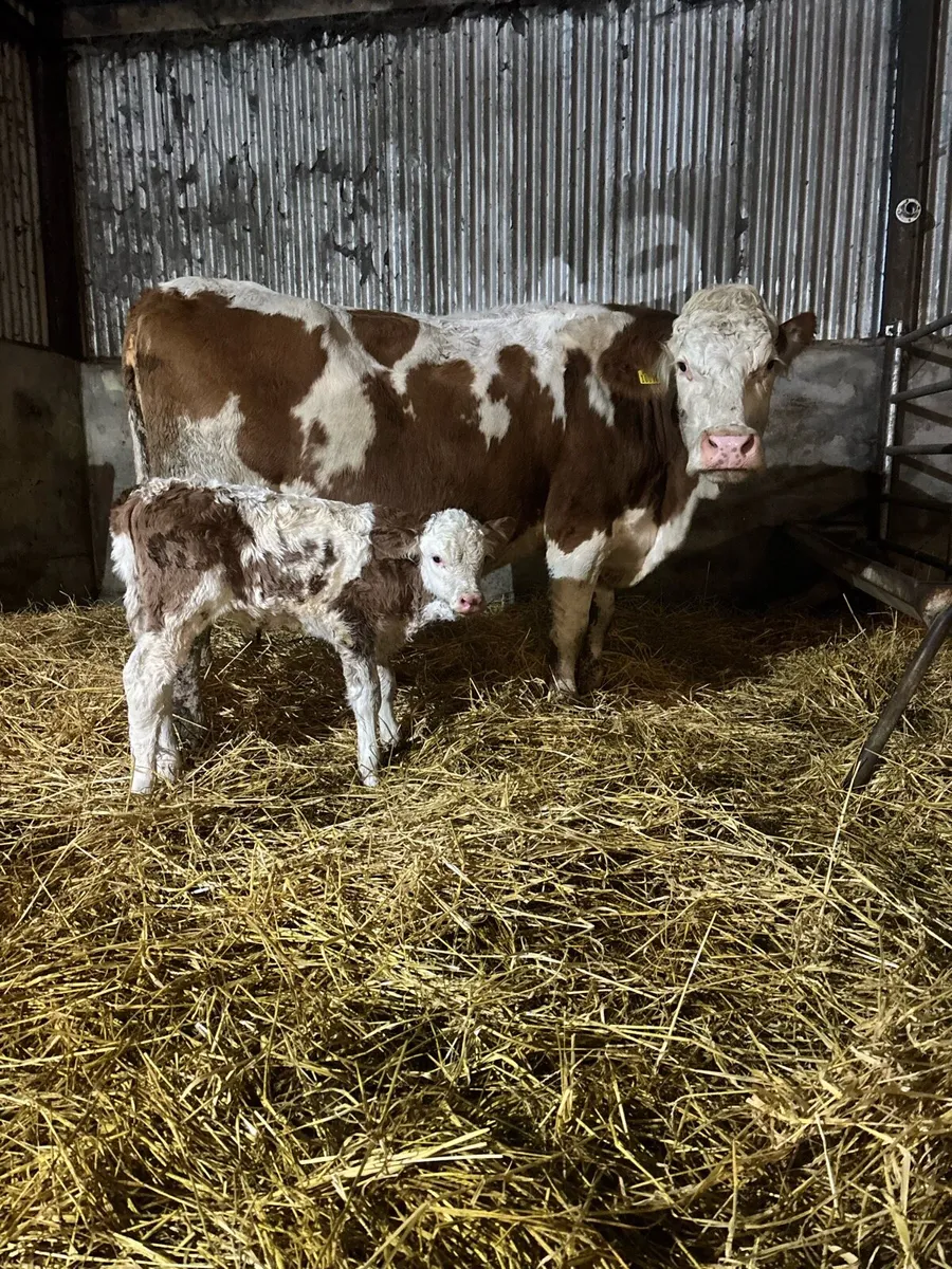 Simmental cow with super Simmental bull calf - Image 2