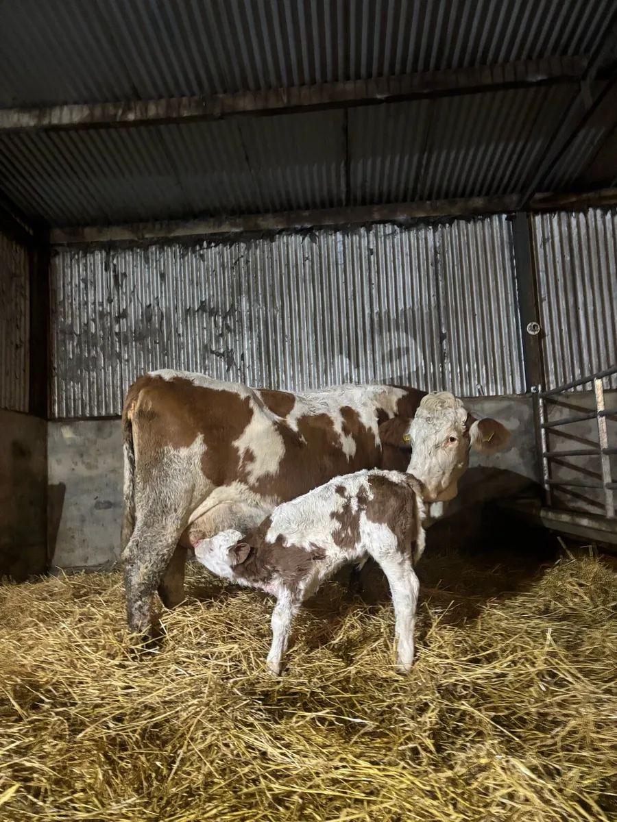 Simmental cow with super Simmental bull calf - Image 3