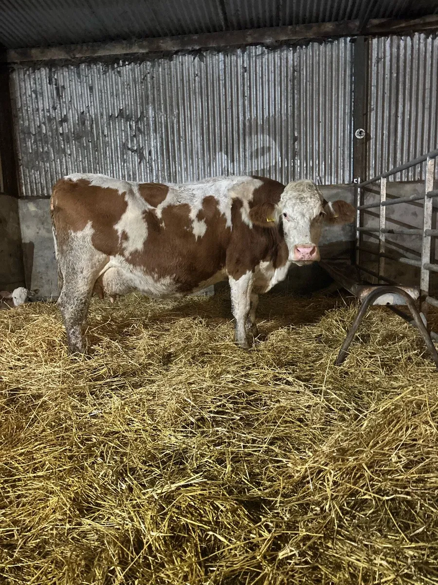 Simmental cow with super Simmental bull calf - Image 4