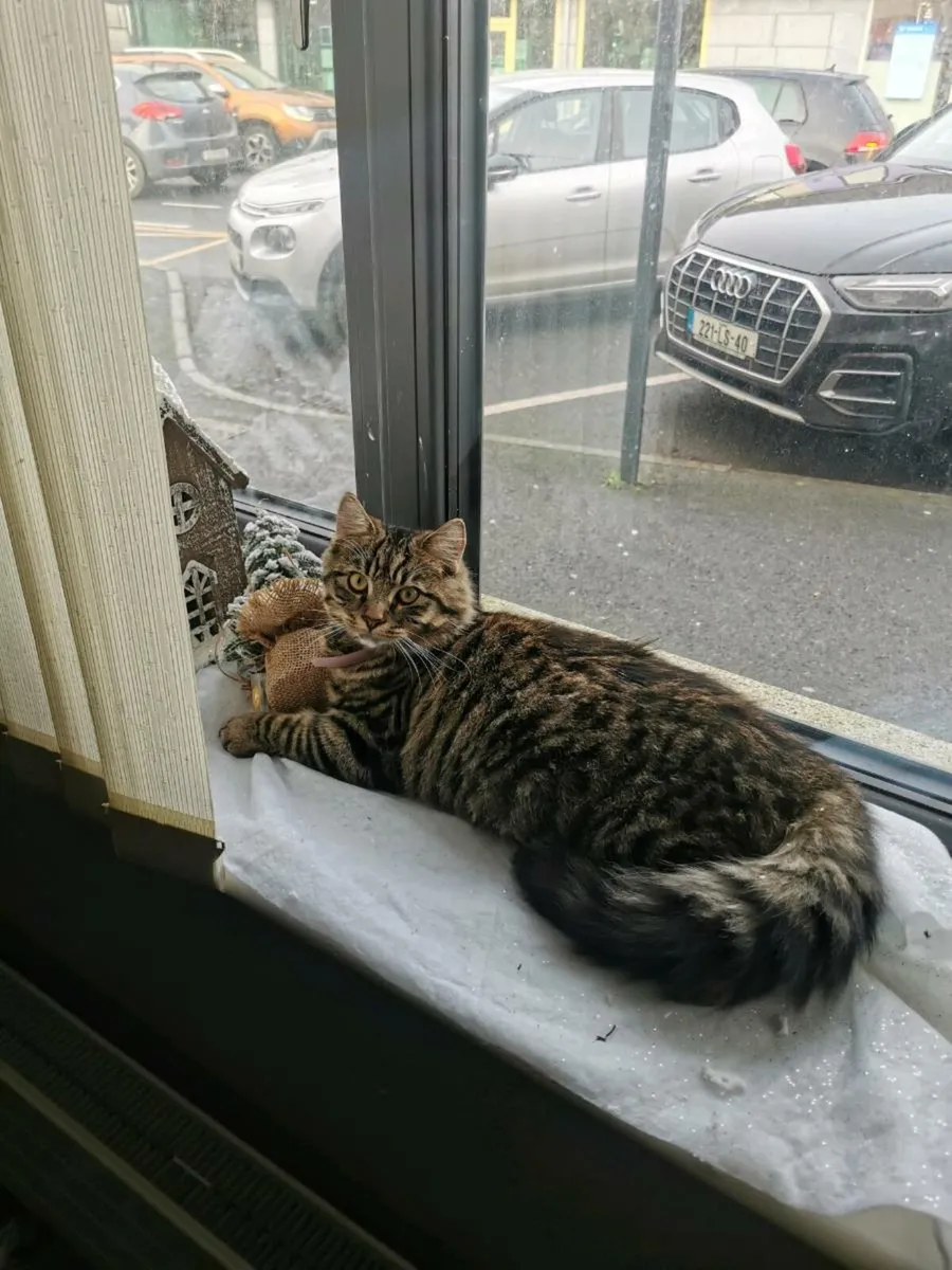 Beautiful long hair kitten (8 months) - Image 1