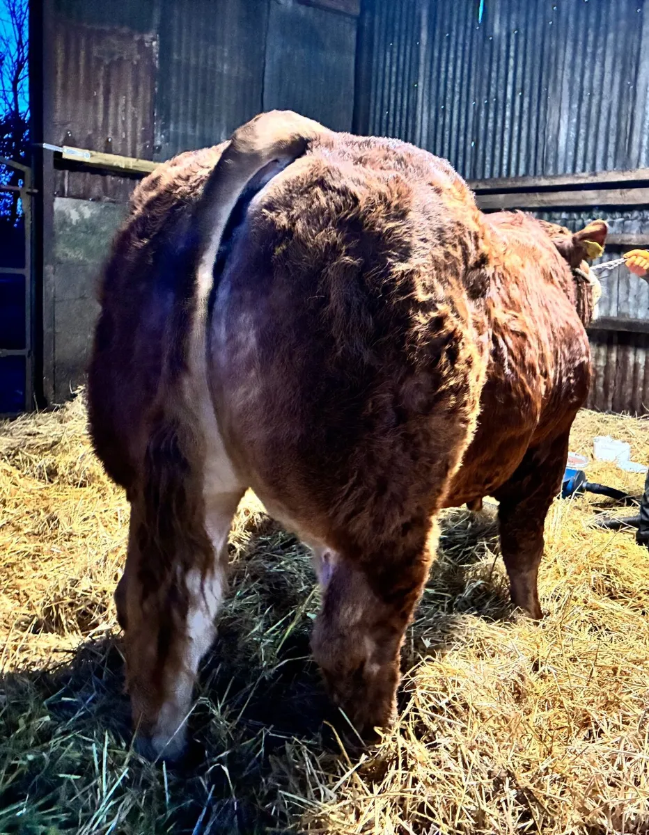 Exceptional  Limousin Bull - Image 1