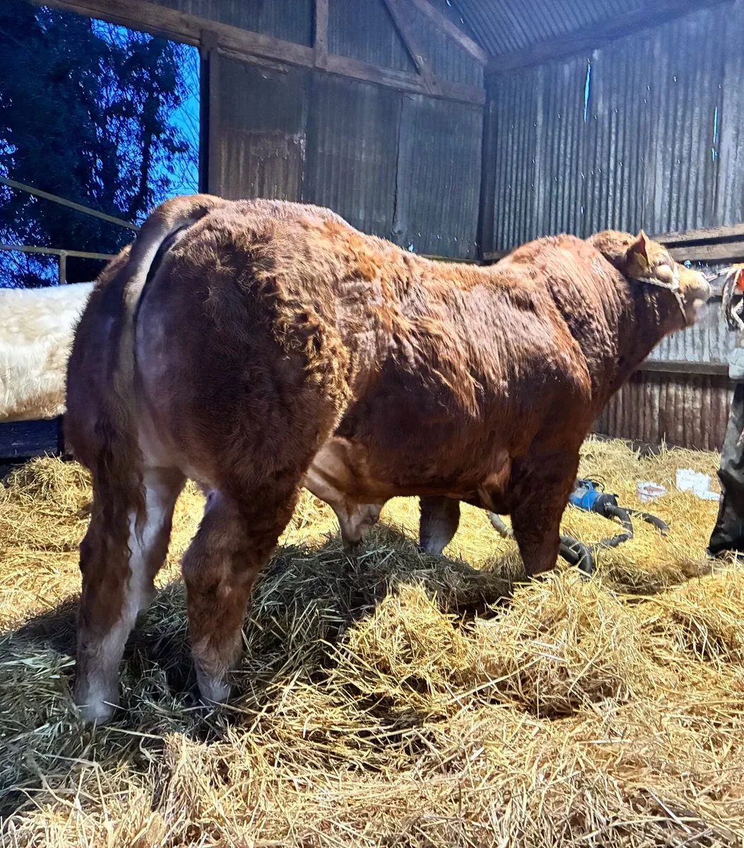 Exceptional  Limousin Bull - Image 3