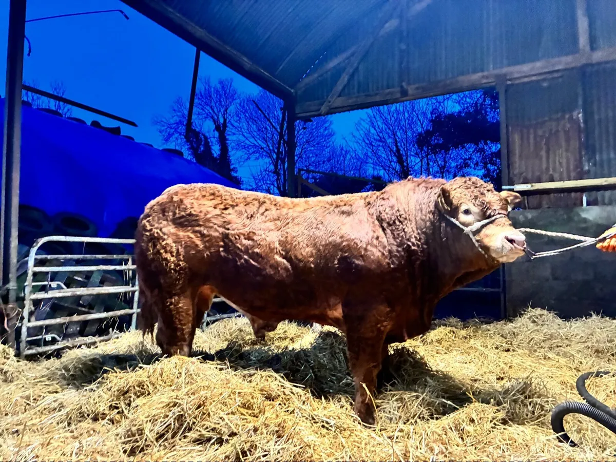 Exceptional  Limousin Bull - Image 4