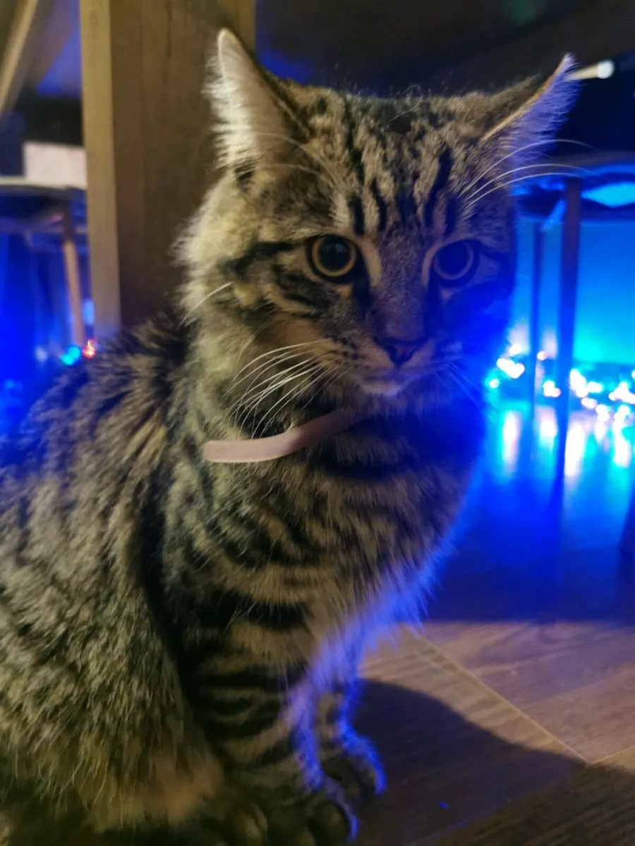 Beautiful long hair kitten (8 months) - Image 3