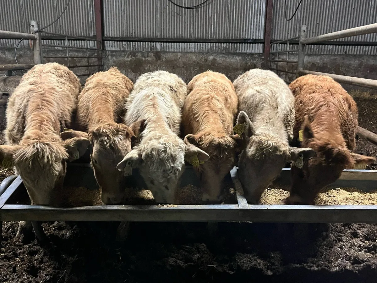 Charolais Heifer Weanlings - Image 1