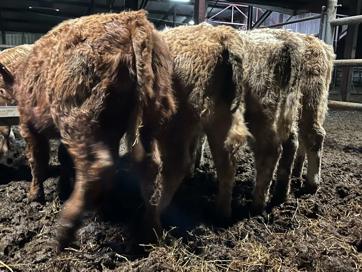 Charolais Heifer Weanlings - Image 2