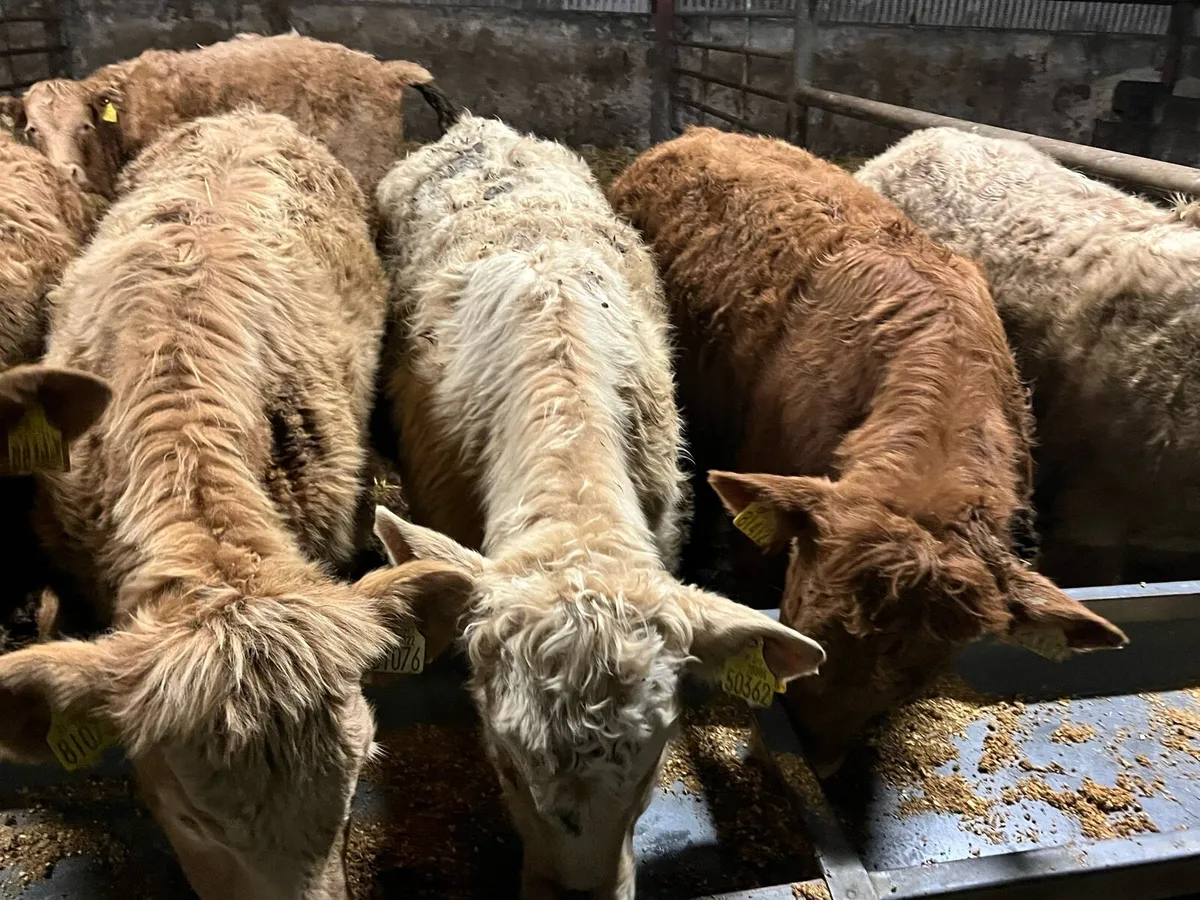 Charolais Heifer Weanlings - Image 3